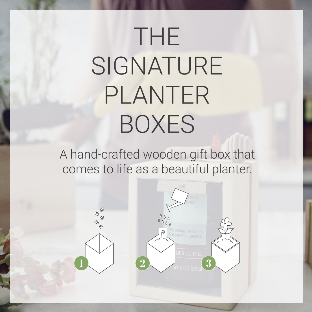The Signature Planter Box - S1 Honey - Image 2
